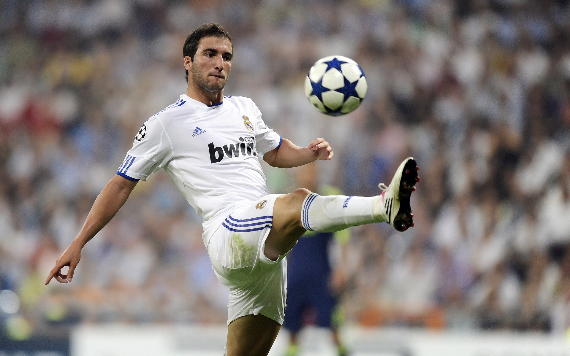 南非橄榄球走向世界，全球球迷基础日益扩大，95南非橄榄球